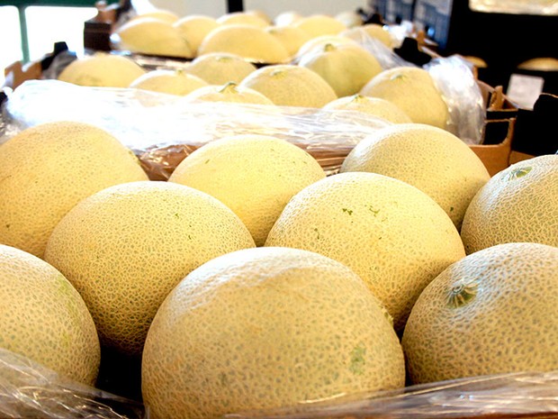 Produtores de melão do Rio Grande do Norte se aproveitam da alta do dólar para faturar mais com as exportações (Foto: Anderson Barbosa/G1)