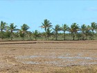 Baixa vazão do Rio São Francisco prejudica produtores de arroz de SE