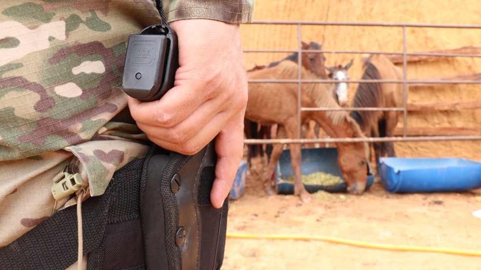 Polícia encontra abatedouro de cavalo, carne era vendida