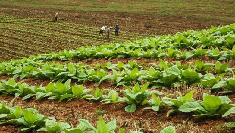 agricultura-tabaco-lavoura (Foto: Divulgação/Casa Civil)