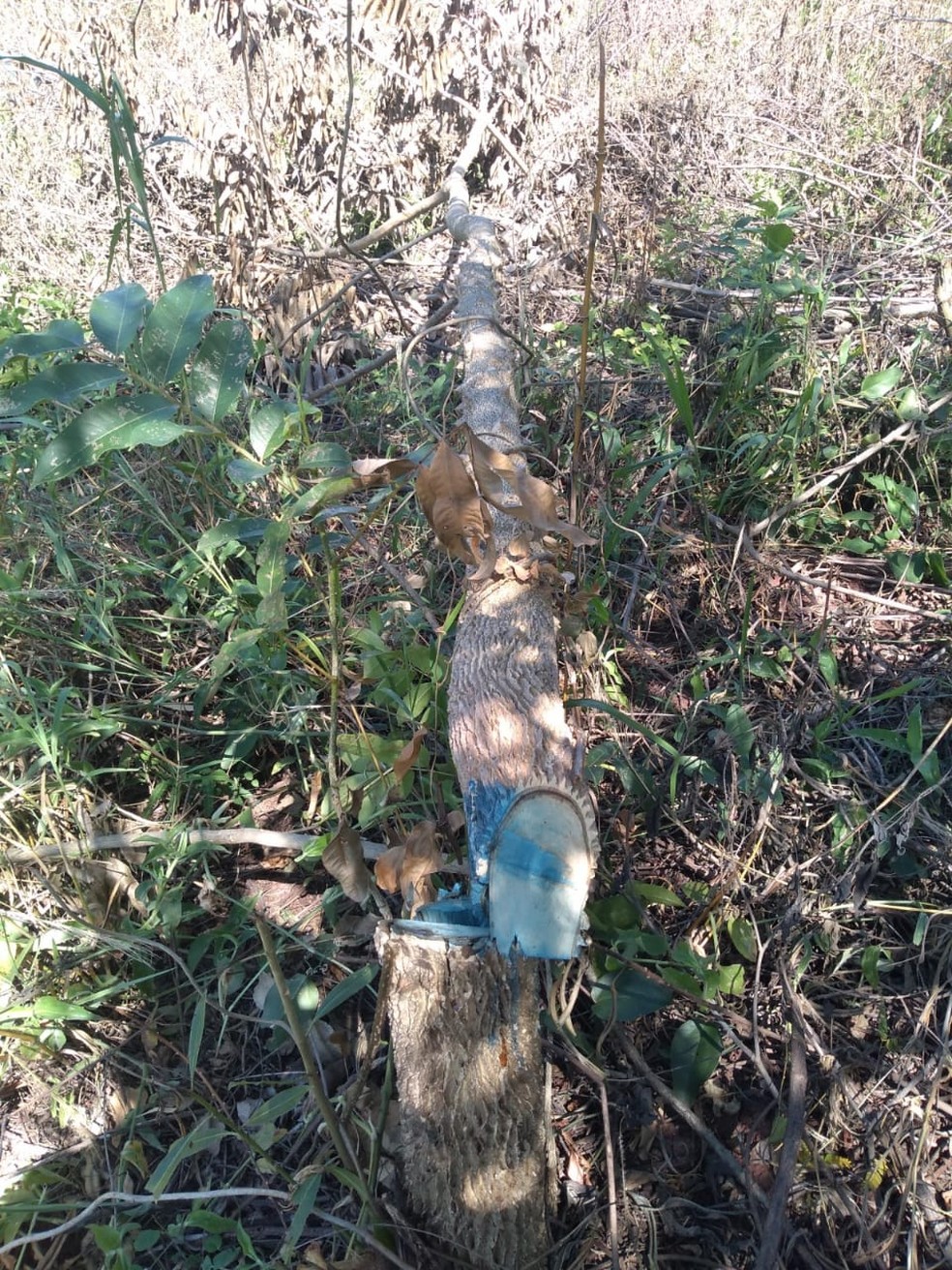 Supressão de árvores nativas em APP não foi autorizada — Foto: Polícia Ambiental