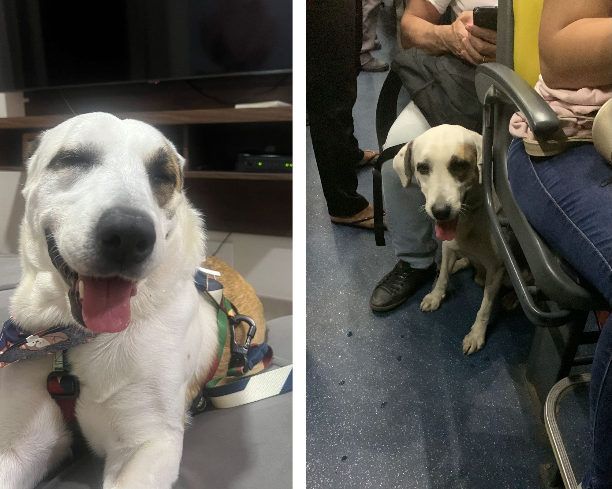 Cachorro 'rolezeiro' é adotado em SP após passear de ônibus por três cidades e receber o nome de 'Bus'