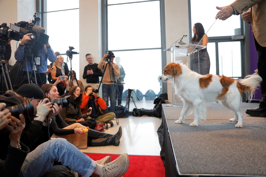 Nederlandse Kooikerhondjes Ã© apresentado â€” Foto: Lucas Jackson/Reuters