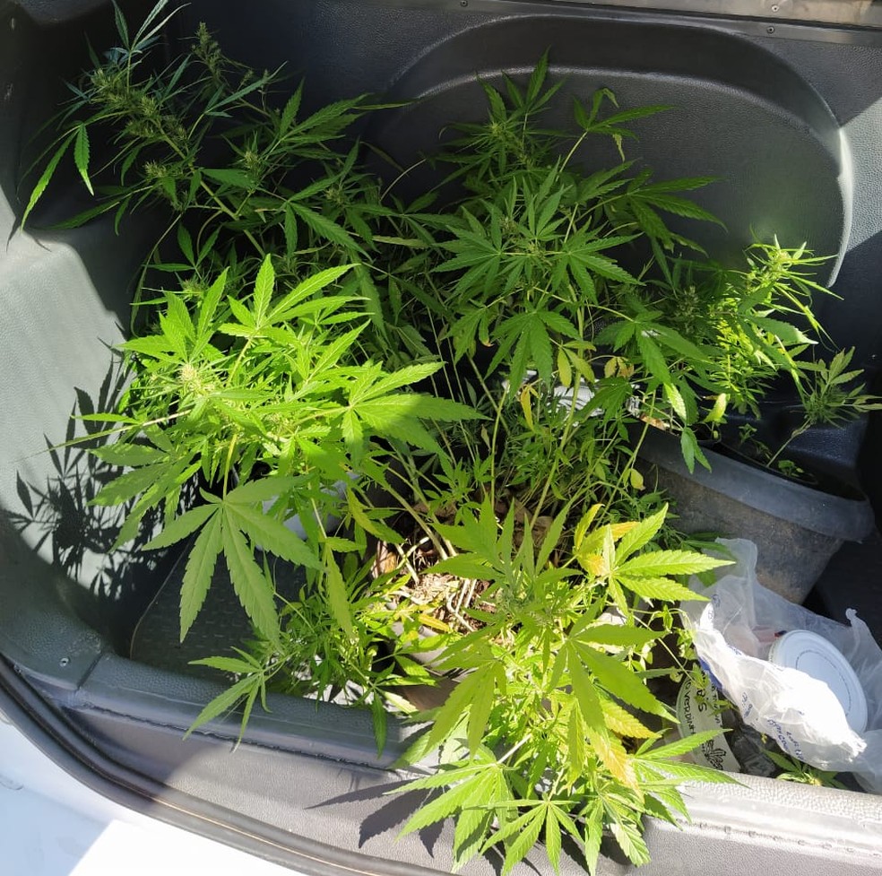 Mudas de maconha foram localizadas em uma casa no bairro Novo Horizonte, em Piracicaba — Foto: Divulgação/ Polícia Militar