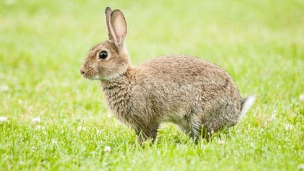 O simpático animal acabou se tornando o inimigo número um da produção agropecuária australiana (Foto: Istock)