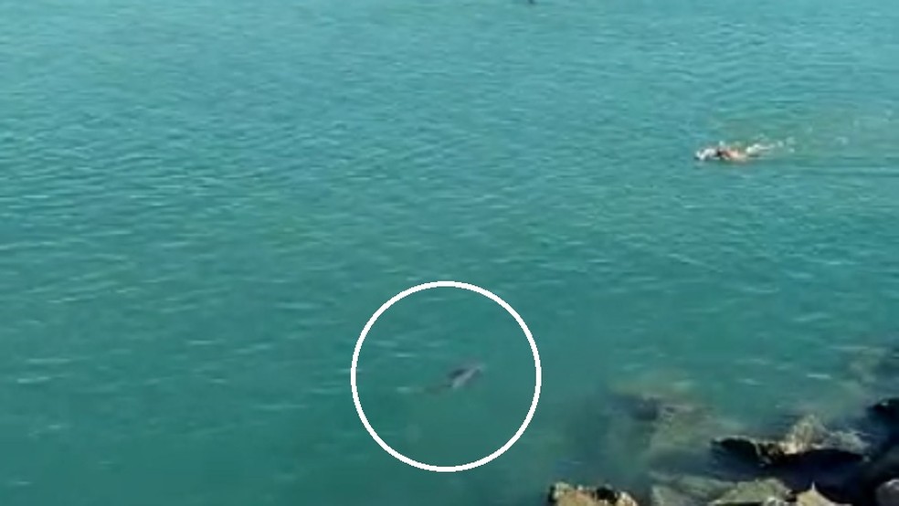 Sem perceber, banhista nada ao lado de tubarão-lixa na Praia do Náutico, em Fortaleza — Foto: Susy Costa/Arquivo pessoal