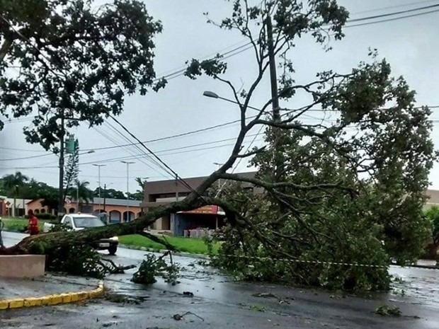 Queda de árvore prejudicou abastecimento elétrico em Piraju (Foto: Arquivo Pessoal/Marcos Fernandes)