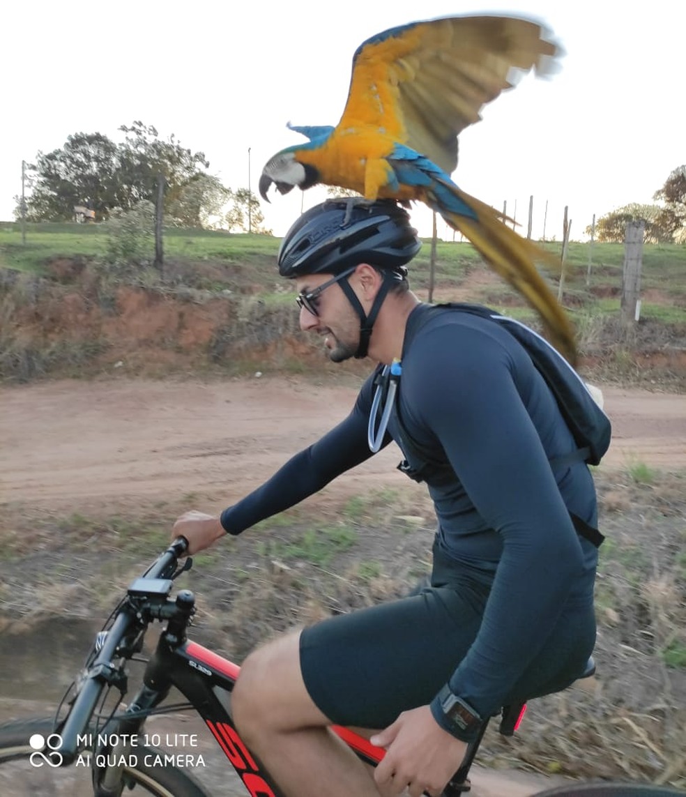 Arara-canindé, espécie ameaçada de extinção, acompanha ciclista em 'passeio' — Foto: Leonardo Testa Suzano