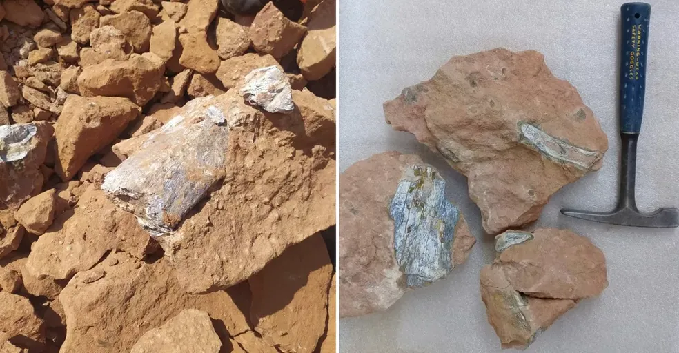 Fósseis descobertos durante obras na SP-333 em setembro de 2021 — Foto: Entrevias/Museu de Paleontologia de Marília/Divulgação