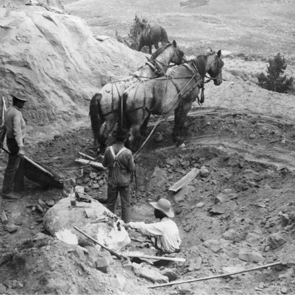 No início do século 20, procurar grandes fósseis era um desafio logístico, que frequentemente envolvia visitas a locais antes inacessíveis, trabalho pesado e carroças puxadas por cavalos — Foto: GETTY IMAGES