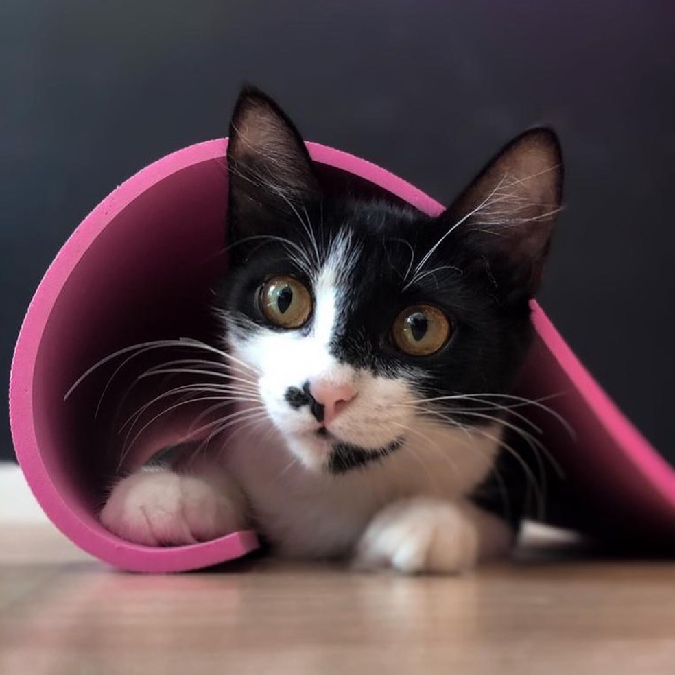 Os gatos do Gato Café estão todos disponíveis para adoção — Foto: Reprodução/Instagram Gato Café