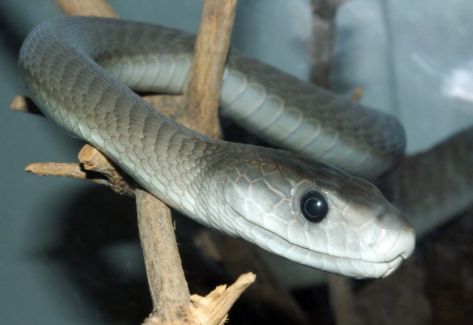 As mambas-negras (Dendroaspis polylepis) estão entre as cobras mais venenosas da África