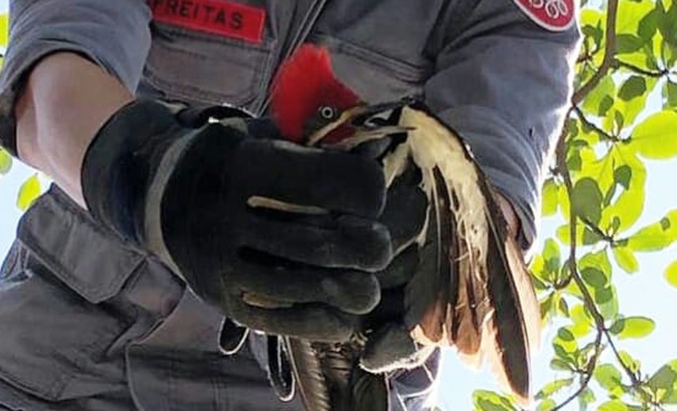 Pica-pau preso em linha de pipa é resgatado pelos Bombeiros em São José dos Campos — Foto: Corpo de Bombeiros/Divulgação