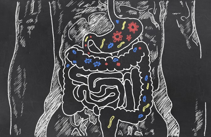 Arte ilustra ação probiótica no organismo (Foto: iStock Photo)