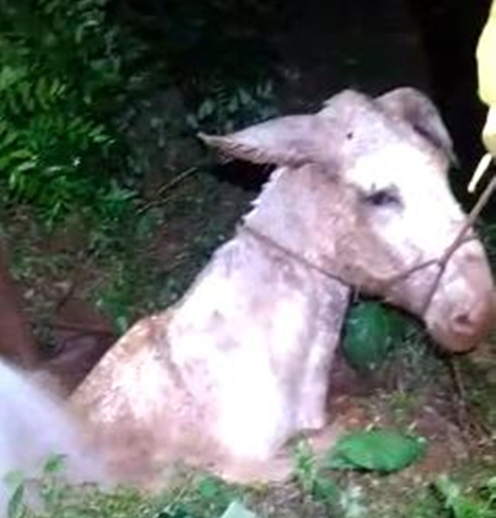Bombeiros resgataram jegue que caiu em fossa em Ibitinga (SP) &mdash; Foto: Corpo de Bombeiros/Divulga&ccedil;&atilde;o