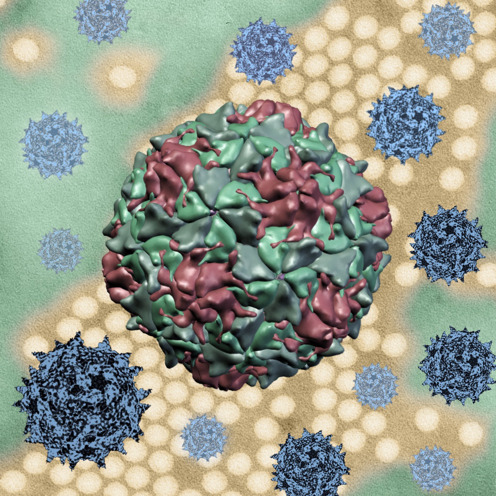 Arte criativa apresentando capsídeos do vírus da poliomielite em 3D e micrografia eletrônica de transmissão de partículas do vírus  (Foto: NIAID)