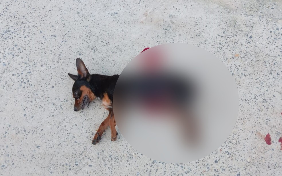 Cachorro Pinscher morreu após ser atacado por um cachorro de grande porte em Anápolis, Goiás — Foto: Reprodução/TV Anhanguera