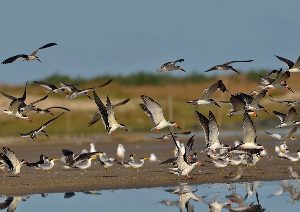 Parque Nacional da Lagoa do Peixe recebe Festival Brasileiro das Aves Migratórias — Foto: Divulgação João Batista Cardozo