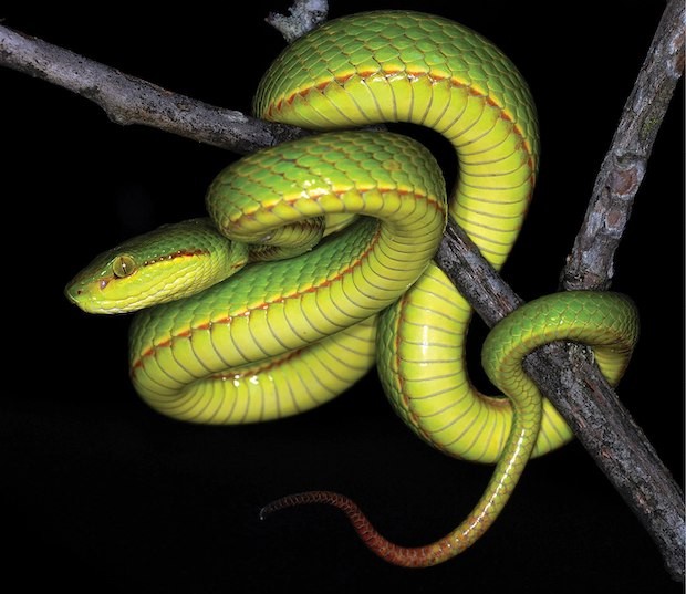 As cobras são o animal símbolo da Sonserina (Foto: Wikimedia Commons / CreativeCommons)