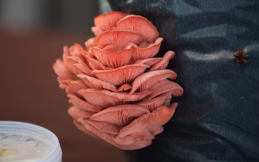 Agrishow 2018 apresenta novidades para o cultivo de cogumelos (Foto: Ã‰rico Andrade/G1)