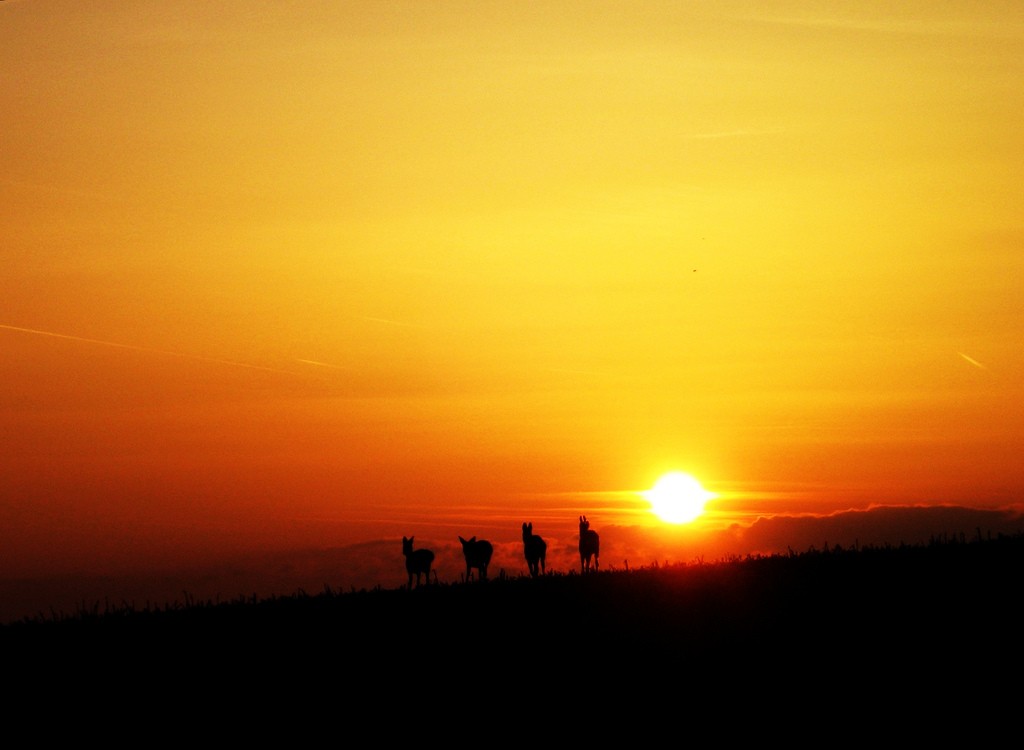 calor-sol-aquecimento-global-cavalos (Foto: MichaEli/CCommons)