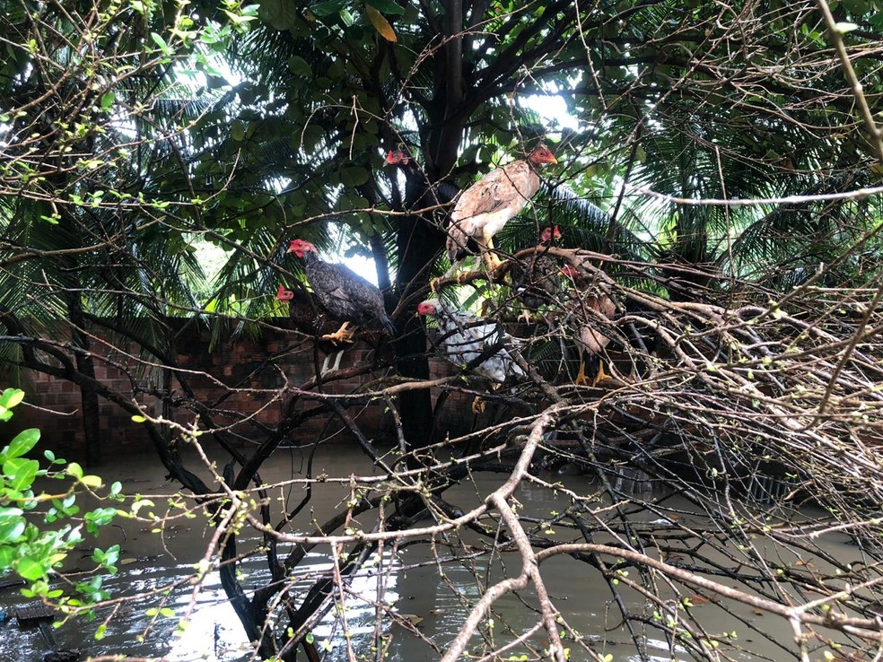Apesar de o nível da água ter baixado, as galinhas permanecem na árvore do quintal na manhã deste domingo. — Foto: Marina Alves/Sistema Verdes Mares