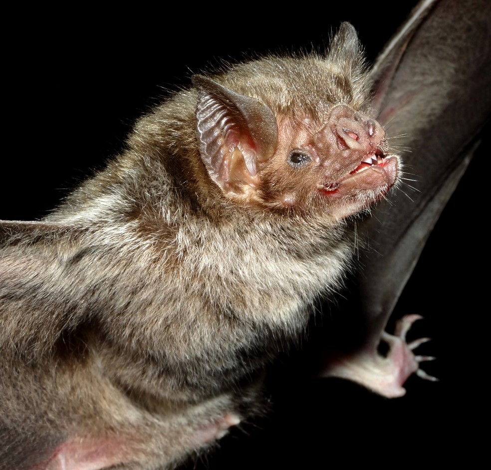 Os morcegos-vampiros desempenham um papel fundamental para a ciência — Foto: Vinícius C Cláudio