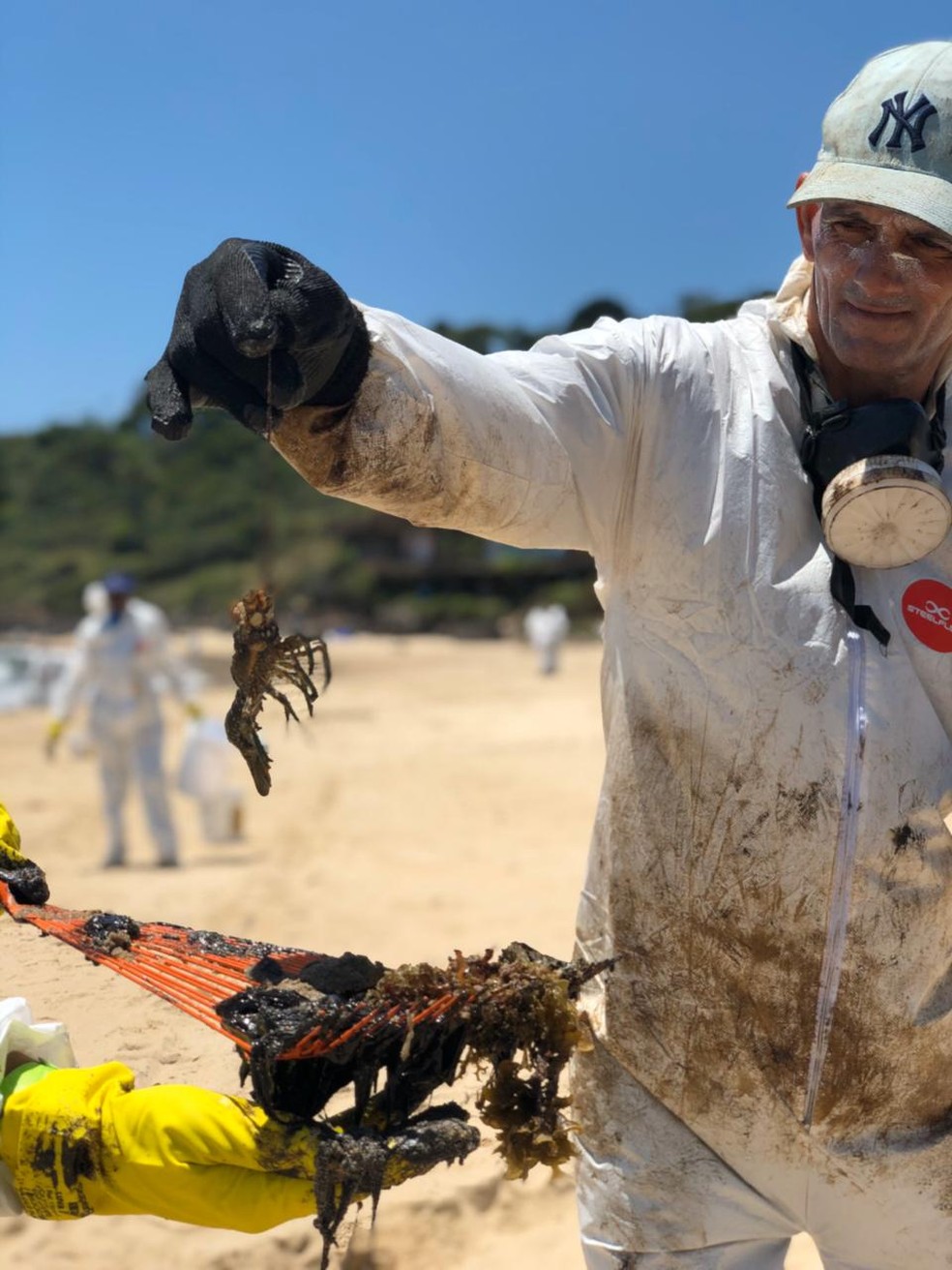 Animais são recolhidos em meio ao óleo no Cabo de Santo Agostinho — Foto: Clarissa Góes/TV Globo