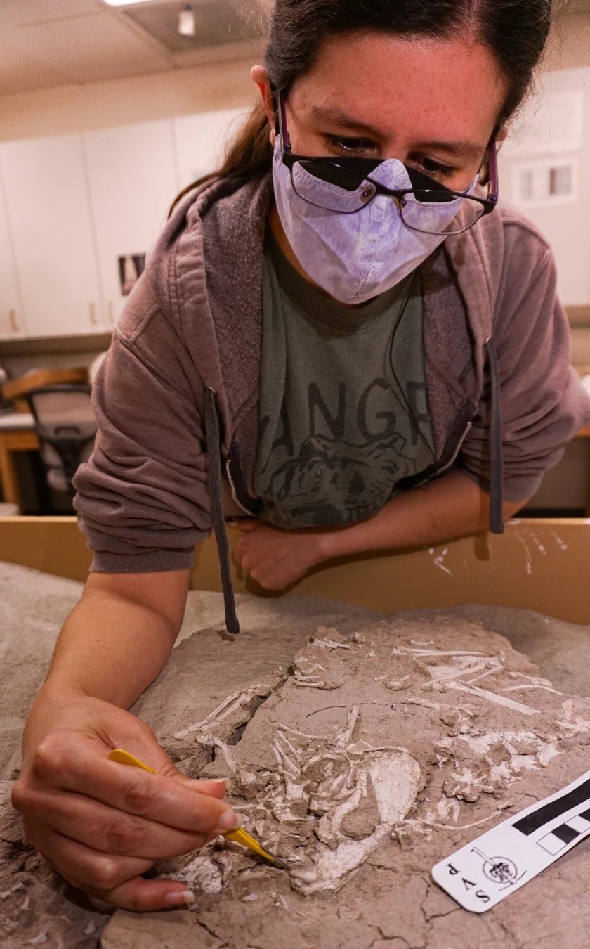 Amanda Linn, assistente de curadoria no Museu de História Natural de San Diego, com o fóssil de Archeocyon  (Foto: Cypress Hansen/Museu de História Natural de San Diego)