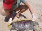 Duas tartarugas são encontradas mortas na praia de Ipitanga, na Bahia