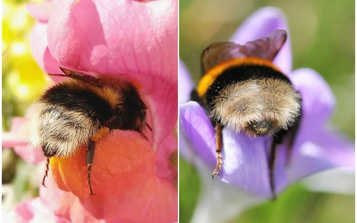 Entre uma flor e outra, abelhas tiram cochilos e descansam nas plantas - Vimarsana News
