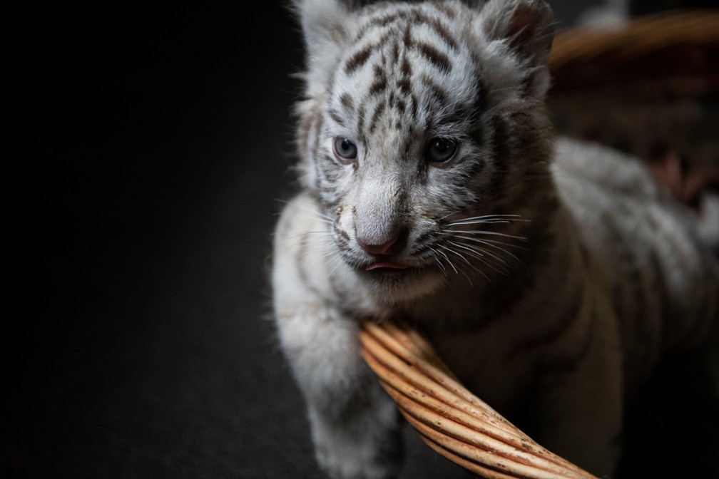 Concurso foi lançado para escolher o nome dos felinos na China â€” Foto: Fred Dufour/AFP 