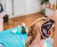 Dentista veterinário: tudo sobre a profissão e quando levar o pet