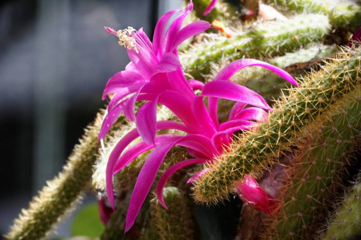 El Cacto Rabo-de-rato: Descubre esta planta con flores y una forma escultural