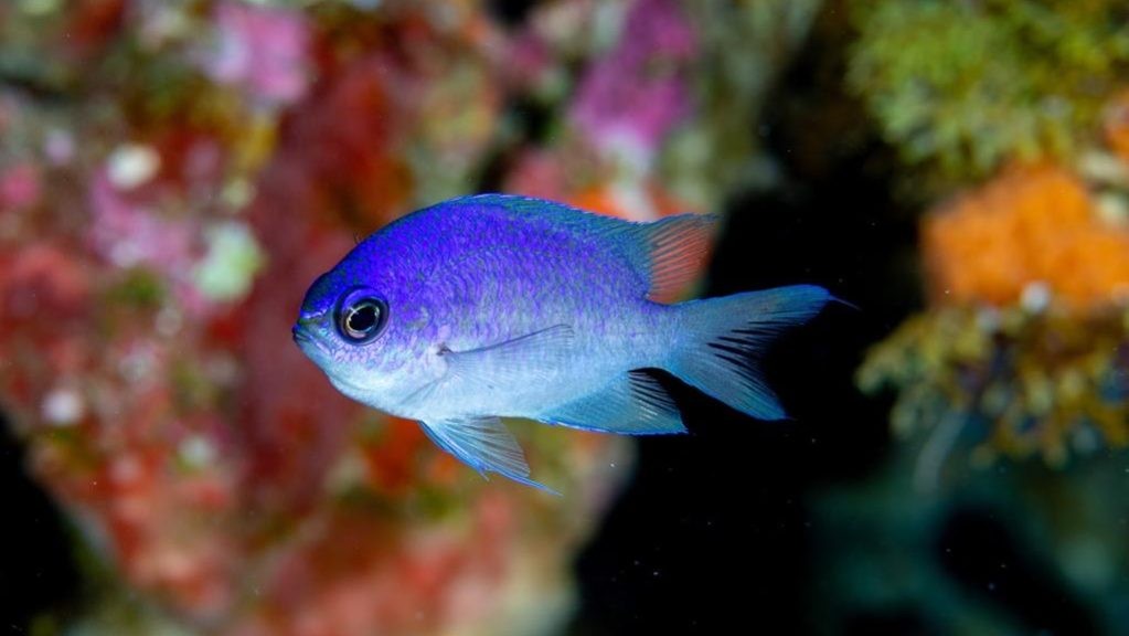 Chromis scotti é uma das 19 espécies de peixes que nunca haviam ocorrido em Fernando de Noronha (Foto: Divulgação)