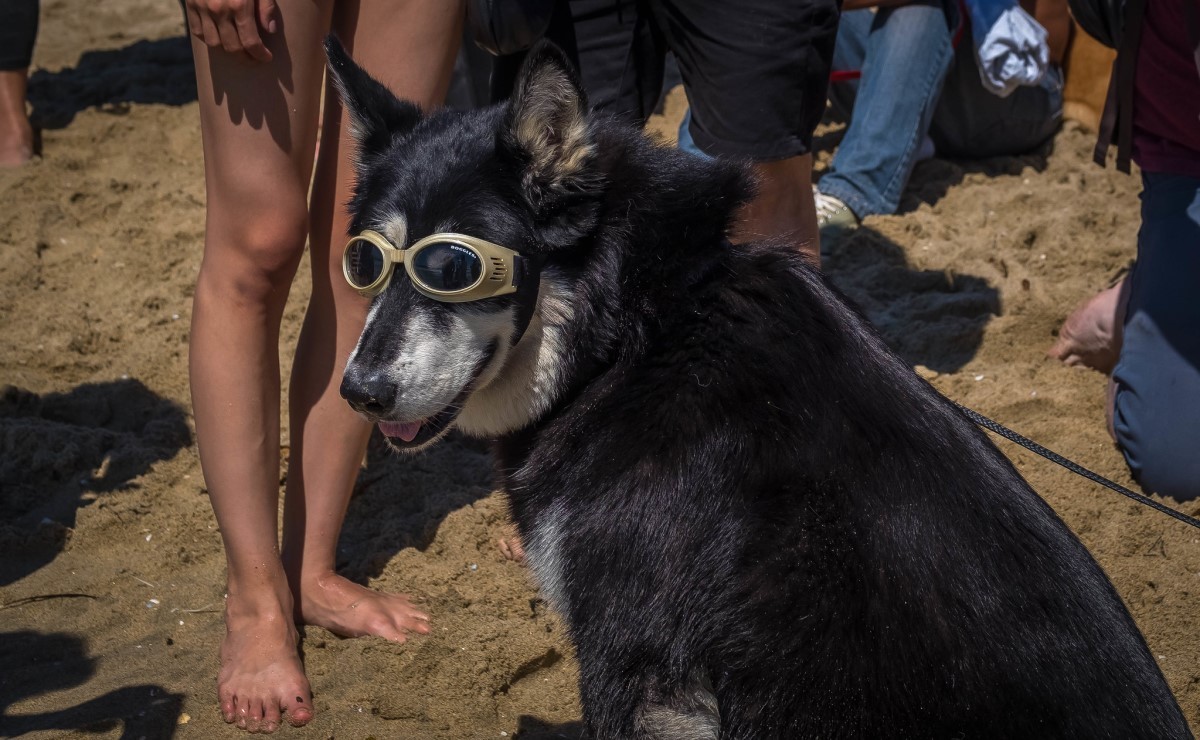 Os óculos de sol para cachorro são desenvolvidos para o tamanho individual de cada um e devem ser polarizados (Foto: Flickr/ Robert Borden/ CreativeCommons)