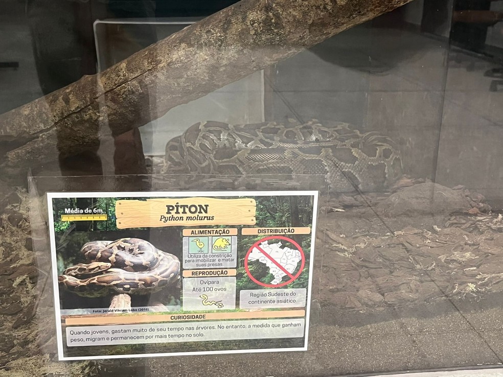 Visitas ao serpentário foram retomadas em Botucatu após dois anos suspensas pela pandemia  — Foto: Adriano Baracho / TV TEM 