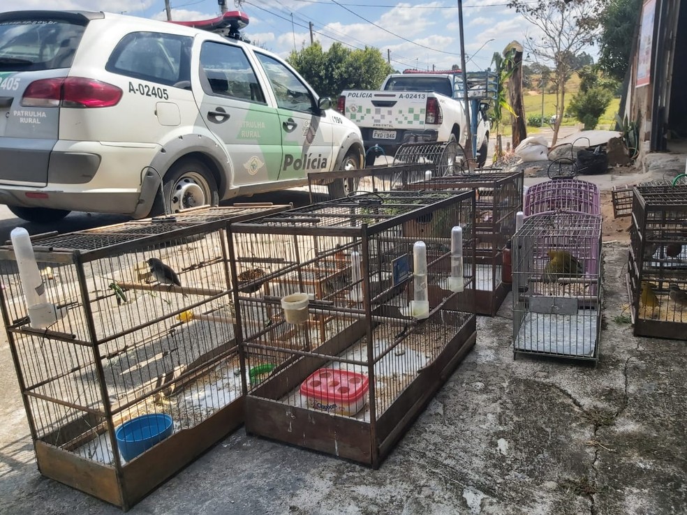 Pol&iacute;cia Ambiental resgata mais de 30 p&aacute;ssaros silvestres mantidos em cativeiros em Mar&iacute;lia &mdash; Foto: Pol&iacute;cia Ambiental/Divulga&ccedil;&atilde;o