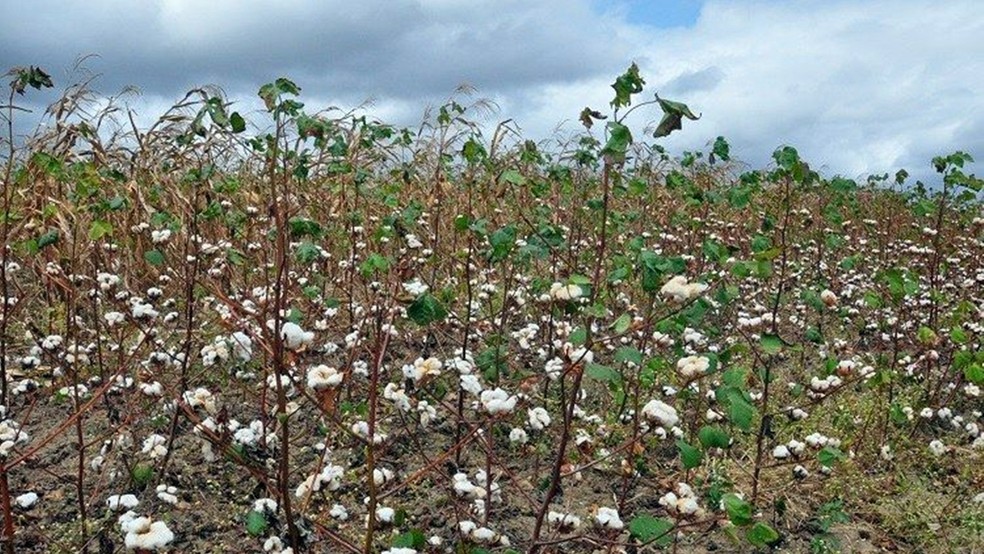 Plantio do algodão colorido é feito de maneira agroecológica, sem uso de pesticidas — Foto: Divulgação/Emater-PB