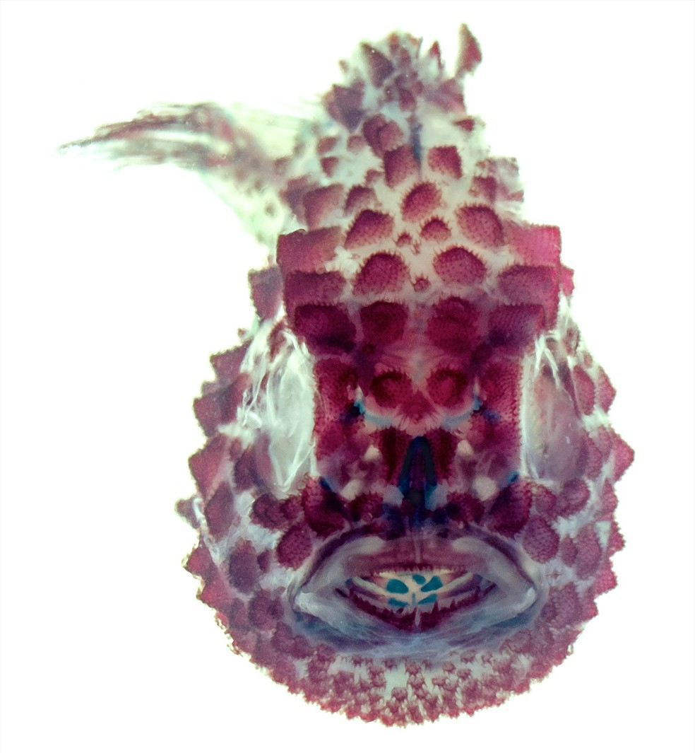 Experimento com peixe Eumicrotremus orbis mostra seu esqueleto (Foto: Leo Smith/The University of Kansas)