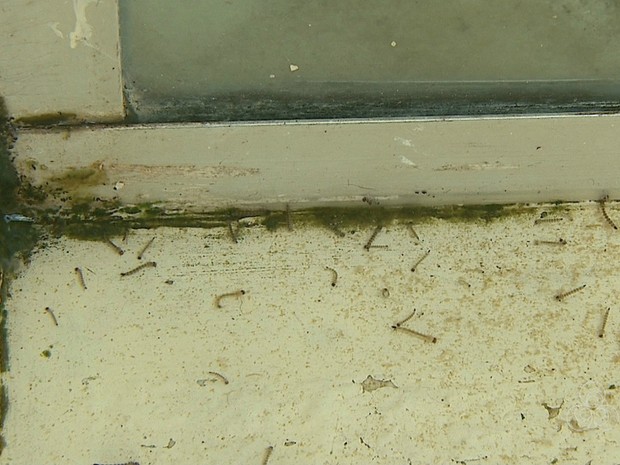 Larvas foram encontradas na entrada da maternidade (Foto: Reprodução/Rede Amazônica Acre)