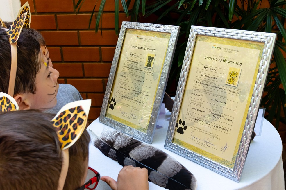As oncinhas receberam uma certidão de nascimento com os nomes escolhidos pelas crianças — Foto: Rubens Fraulini/Itaipu Binacional