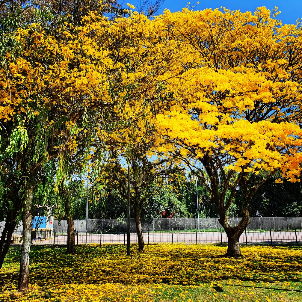 Ipês florescem em setembro e deixam paisagens do Paraná mais belas; FOTOS |  Paraná | G1