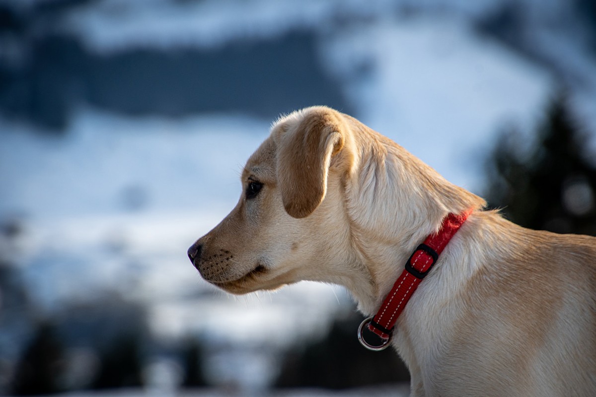 Labradores têm facilidade em seres adestrados e são considerados uma das raças mais inteligentes (Foto: Unplash/ CreativeCommons/ Ivan Louis)