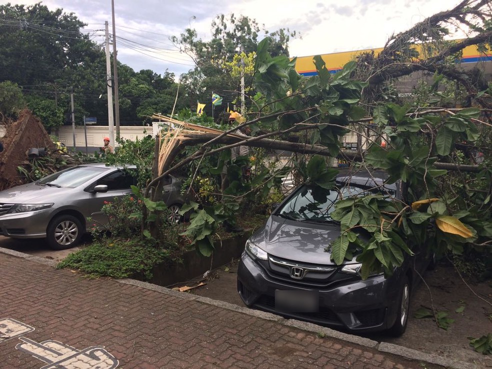 Vento derruba árvore sobre dois carros na Avenida Rodrigo Otávio, na Gávea. (Foto: Alba Valéria Mendonça/ G1)