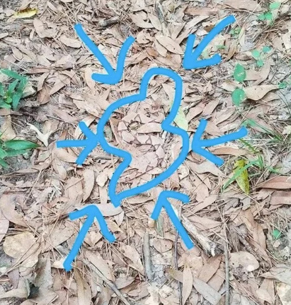 Usuários do Reddit identificam cobra camuflada na imagem. — Foto: Reprodução