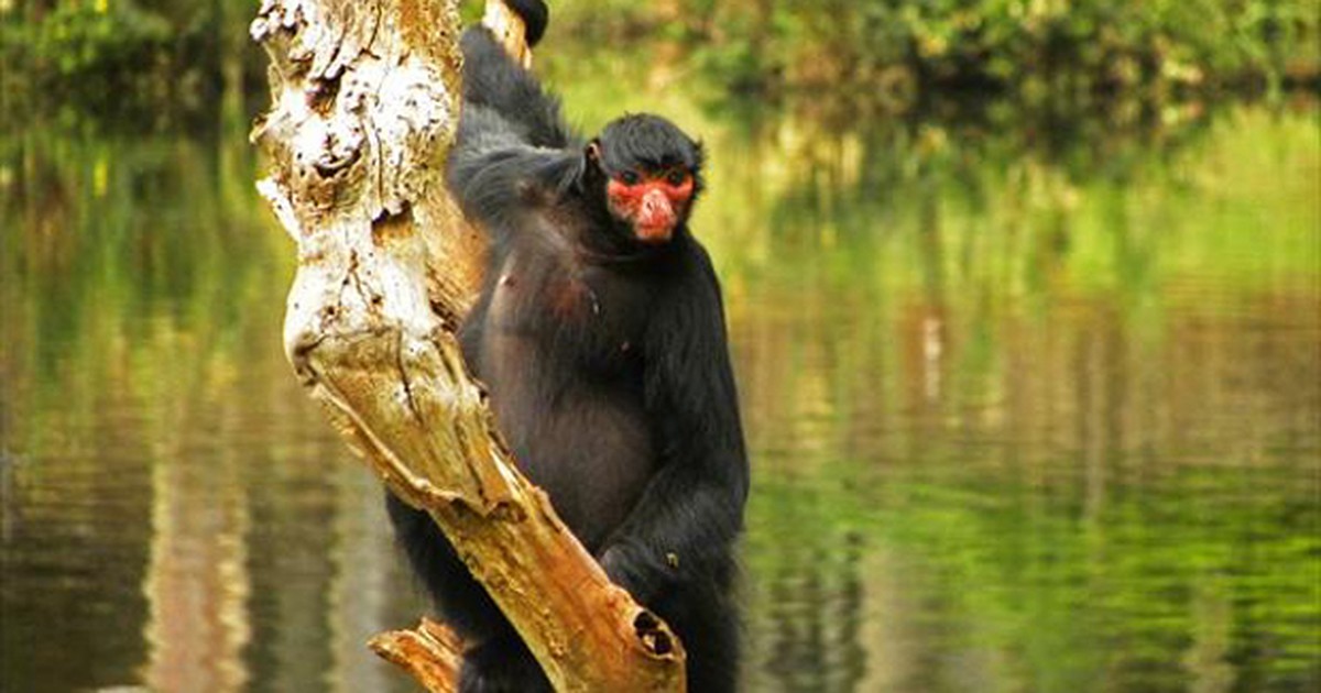 Macaco-aranha. Macaco Selvagem Isolado Com Cauda Longa Ilustração