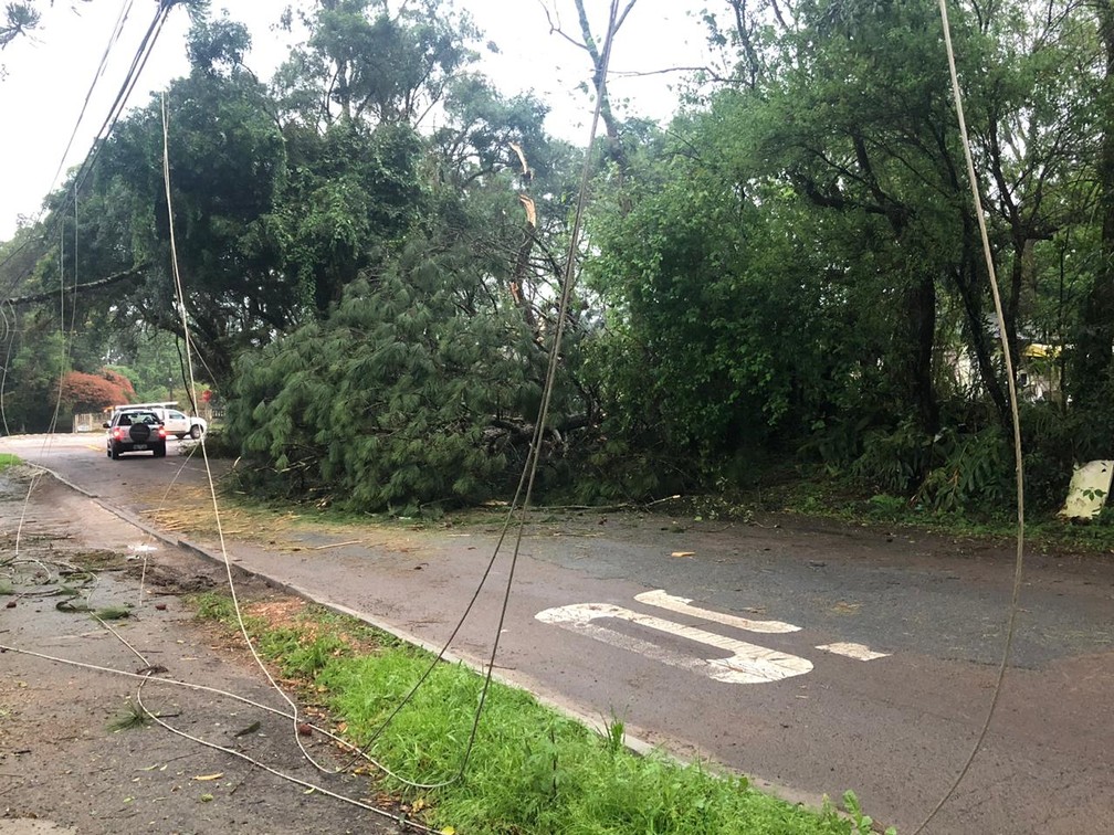 Árvore caiu na Estrada Guilherme Weigert, no bairro Santa Cândida — Foto: Amanada Menezes/RPC