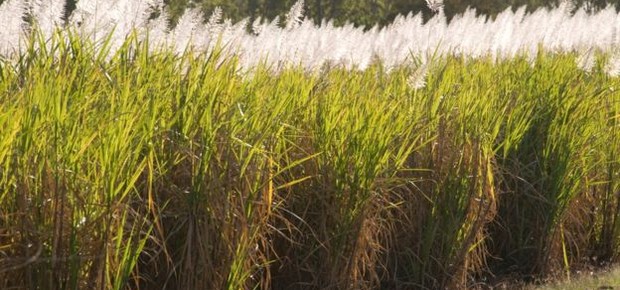Etanol brasileiro é feito majoritariamente a partir da cana de açúcar (Foto: Reprodução/BBC)