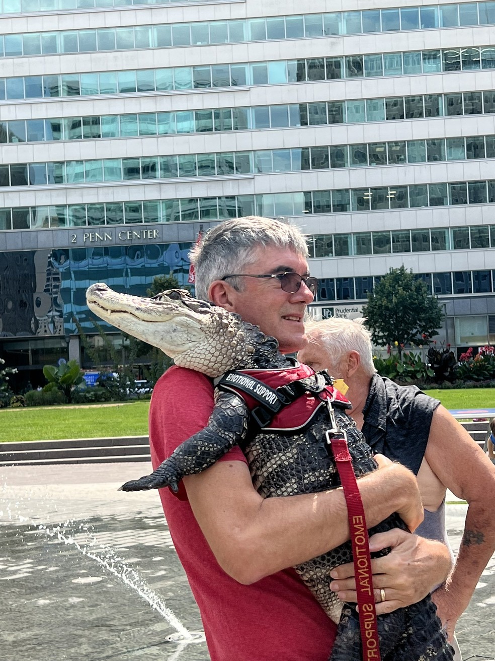 Wally, o jacaré, passeia pelas ruas da Filadélfia e ganha carinho por onda passa — Foto: Reprodução / redes sociais